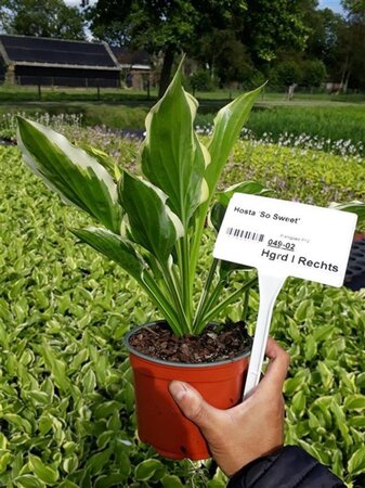 Hosta 'So Sweet' geen maat specificatie 0,55L/P9cm - afbeelding 2