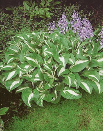 Hosta 'Undulata Mediovariegata' geen maat specificatie 0,55L/P9cm - afbeelding 2