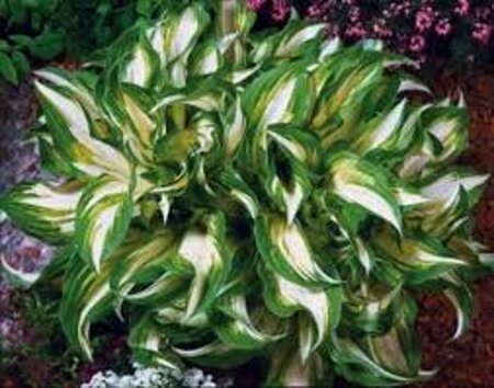 Hosta 'Undulata Mediovariegata' geen maat specificatie 0,55L/P9cm - afbeelding 1