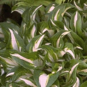 Hosta 'Undulata Mediovariegata' geen maat specificatie 0,55L/P9cm - afbeelding 3