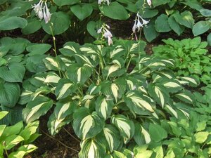 Hosta 'Undulata Mediovariegata' geen maat specificatie 0,55L/P9cm - afbeelding 4