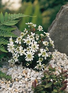 Iberis semp. 'Appen-Etz' geen maat specificatie 0,55L/P9cm - afbeelding 4