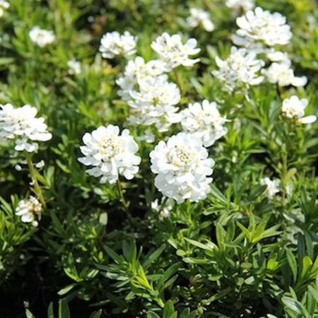 Iberis semp. 'Appen-Etz' geen maat specificatie 0,55L/P9cm - afbeelding 3