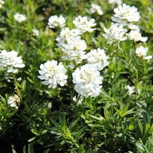 Iberis semp. 'Appen-Etz' geen maat specificatie 0,55L/P9cm - afbeelding 3