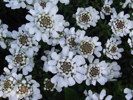 Iberis semp. 'Appen-Etz' geen maat specificatie 0,55L/P9cm - afbeelding 5