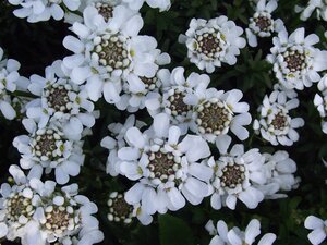 Iberis semp. 'Appen-Etz' geen maat specificatie 0,55L/P9cm - afbeelding 5