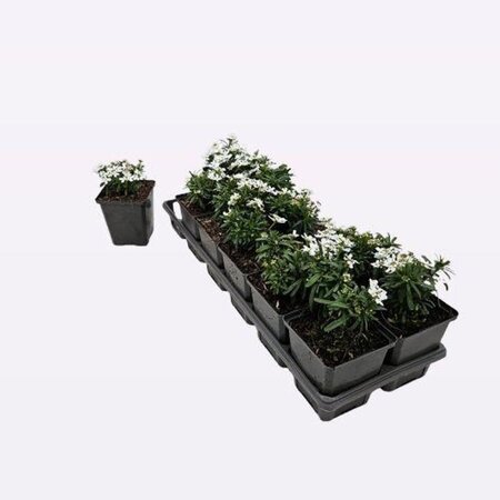Iberis semp. 'Appen-Etz' geen maat specificatie 0,55L/P9cm - afbeelding 1