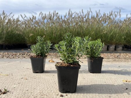 Iberis semp. 'Appen-Etz' geen maat specificatie 0,55L/P9cm - afbeelding 2