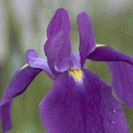 Iris ensata geen maat specificatie 0,55L/P9cm