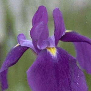 Iris ensata geen maat specificatie 0,55L/P9cm