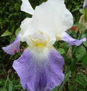 Iris (G) 'Mission Ridge' geen maat specificatie 0,55L/P9cm