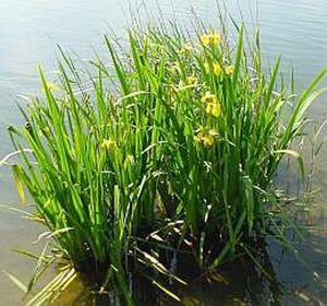 Iris pseudacorus geen maat specificatie 0,55L/P9cm