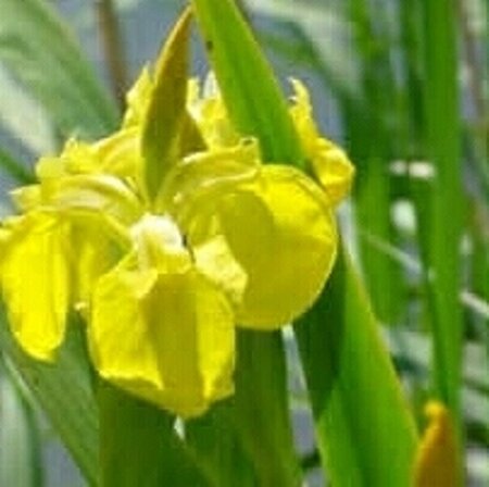 Iris pseudacorus geen maat specificatie 0,55L/P9cm - afbeelding 6