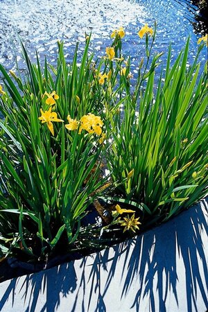 Iris pseudacorus geen maat specificatie 0,55L/P9cm - image 6