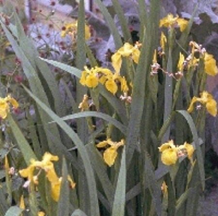 Iris pseudacorus geen maat specificatie 0,55L/P9cm - image 7