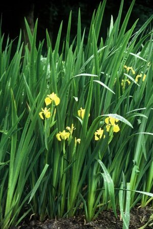 Iris pseudacorus geen maat specificatie 0,55L/P9cm - image 7