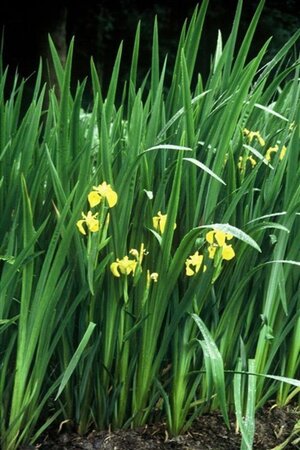 Iris pseudacorus geen maat specificatie 0,55L/P9cm - image 4