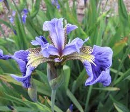 Iris setosa geen maat specificatie 0,55L/P9cm