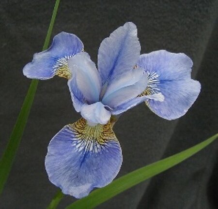 Iris sib. 'Perry's Blue' geen maat specificatie 0,55L/P9cm - afbeelding 1
