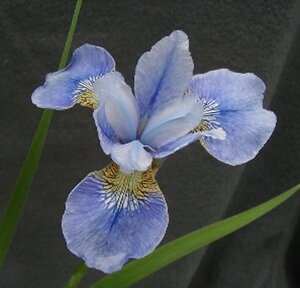 Iris sib. 'Perry's Blue' geen maat specificatie 0,55L/P9cm