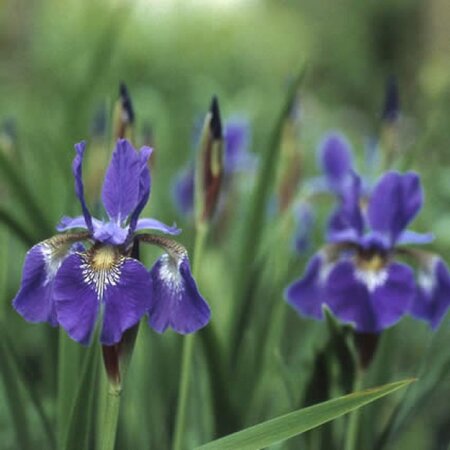 Iris sib. 'Perry's Blue' geen maat specificatie 0,55L/P9cm - afbeelding 2