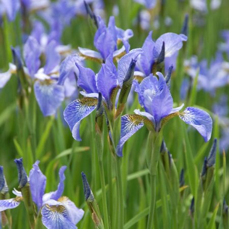 Iris sib. 'Perry's Blue' geen maat specificatie 0,55L/P9cm - afbeelding 3