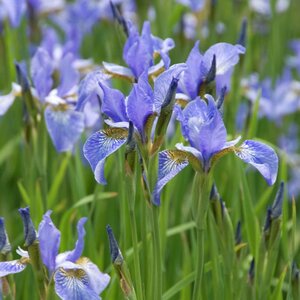 Iris sib. 'Perry's Blue' geen maat specificatie 0,55L/P9cm - afbeelding 3