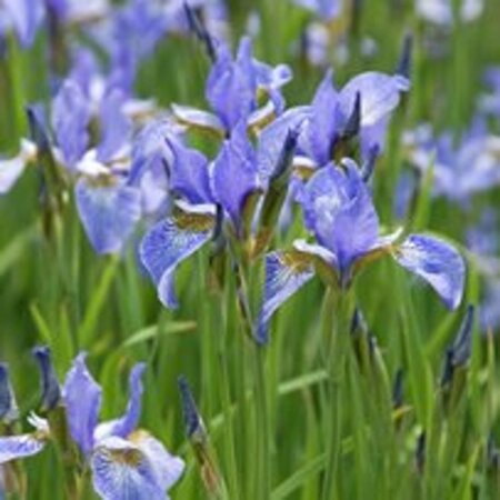 Iris sib. 'Perry's Blue' geen maat specificatie 0,55L/P9cm - afbeelding 4