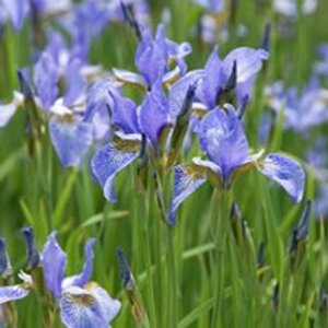 Iris sib. 'Perry's Blue' geen maat specificatie 0,55L/P9cm - afbeelding 4