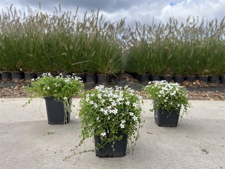 Isotoma fluviatilis 'Alba' geen maat specificatie 0,55L/P9cm