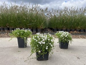 Isotoma fluviatilis 'Alba' geen maat specificatie 0,55L/P9cm