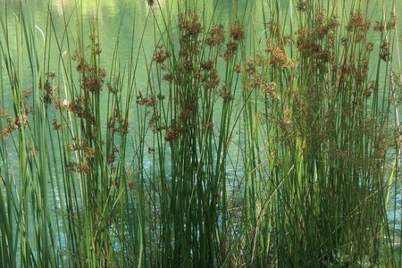 Juncus effusus geen maat specificatie 0,55L/P9cm - afbeelding 1