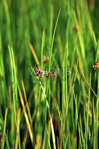 Juncus effusus geen maat specificatie 0,55L/P9cm - afbeelding 3