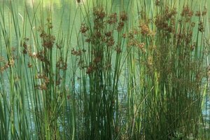 Juncus effusus geen maat specificatie 0,55L/P9cm