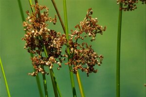 Juncus effusus geen maat specificatie 0,55L/P9cm - image 2