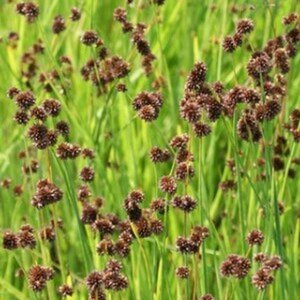 Juncus ensifolius geen maat specificatie 0,55L/P9cm