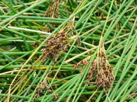 Juncus inflexus geen maat specificatie 0,55L/P9cm