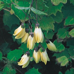 Kirengeshoma koreana geen maat specificatie 0,55L/P9cm