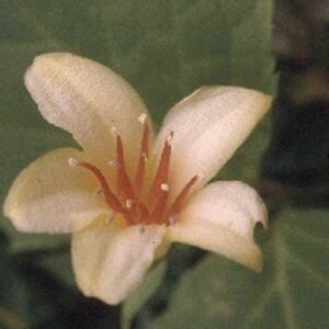 Kirengeshoma koreana geen maat specificatie 0,55L/P9cm - afbeelding 2