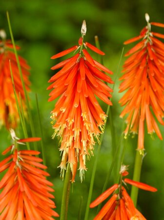 Kniphofia 'Nancy Red' geen maat specificatie 0,55L/P9cm - afbeelding 1