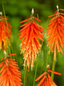 Kniphofia 'Nancy Red' geen maat specificatie 0,55L/P9cm