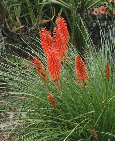Kniphofia 'Nancy Red' geen maat specificatie 0,55L/P9cm - afbeelding 2