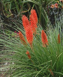 Kniphofia 'Nancy Red' geen maat specificatie 0,55L/P9cm - afbeelding 2