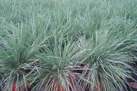 Koeleria glauca geen maat specificatie 0,55L/P9cm