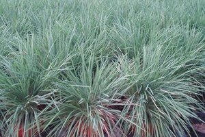 Koeleria glauca geen maat specificatie 0,55L/P9cm