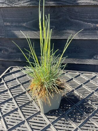 Koeleria glauca geen maat specificatie 0,55L/P9cm - afbeelding 3