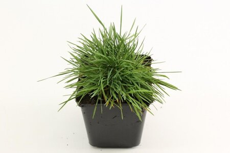 Koeleria glauca geen maat specificatie 0,55L/P9cm - afbeelding 2
