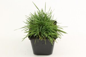 Koeleria glauca geen maat specificatie 0,55L/P9cm - afbeelding 2