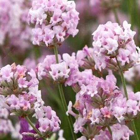 Lavandula ang. 'Hidcote Pink' geen maat specificatie 0,55L/P9cm