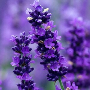 Lavandula ang. 'Imperial Gem' geen maat specificatie 0,55L/P9cm